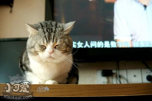 什么貓糧適合美國(guó)短尾貓 商品糧和天然糧選擇推薦
