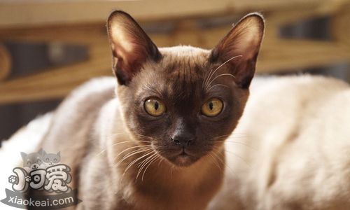 緬甸貓?jiān)趺答B(yǎng) 緬甸貓飼養(yǎng)技巧