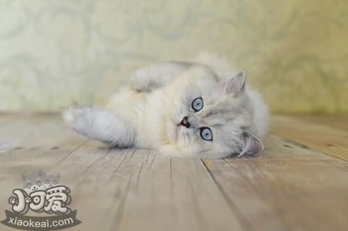 英國長毛貓好養嗎 英國長毛貓飼養技巧