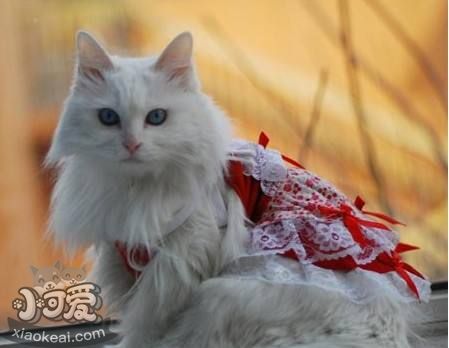 蒂凡尼貓掉毛怎么辦 蒂凡尼貓掉毛處理方法