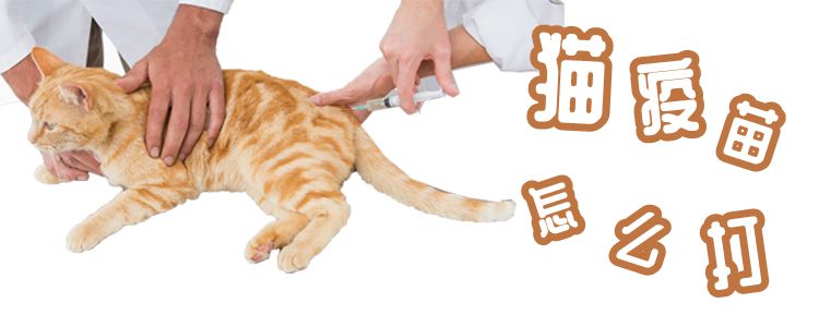 貓疫苗怎么打
