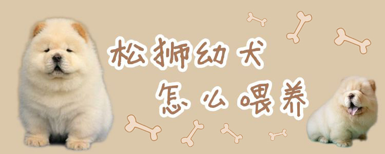 松獅幼犬怎么養