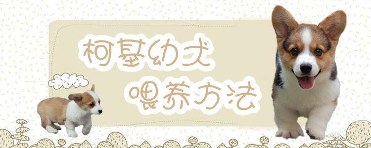 柯基幼犬飼養方法
