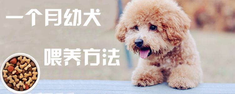 一個月幼犬喂養方法