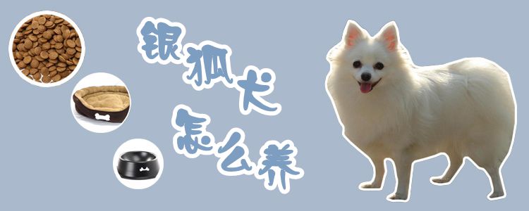 銀狐犬怎么養