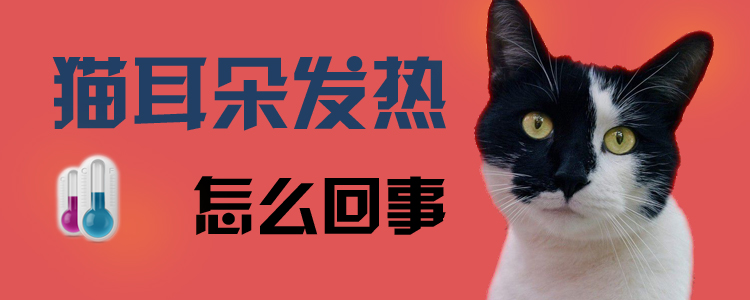 貓耳朵發(fā)熱怎么回事