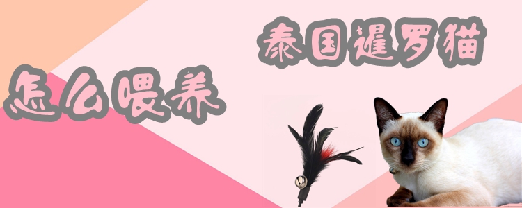 怎么喂養(yǎng)泰國暹羅貓