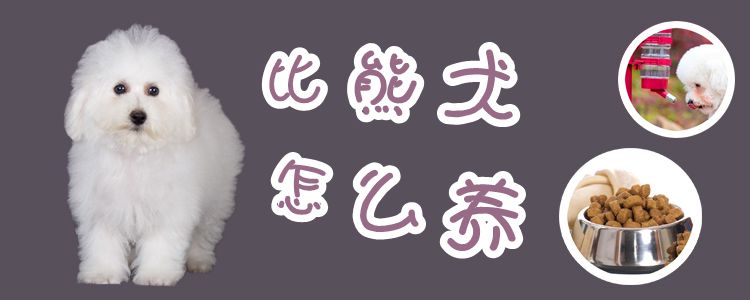 比熊犬怎么養