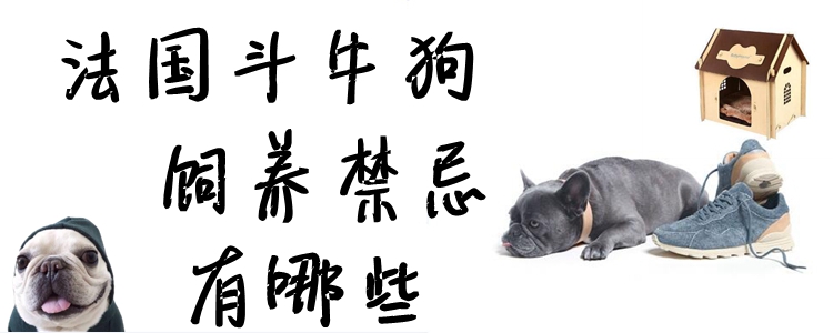法國斗牛狗飼養禁忌有哪些