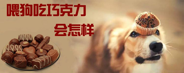 喂狗吃巧克力會(huì)怎樣