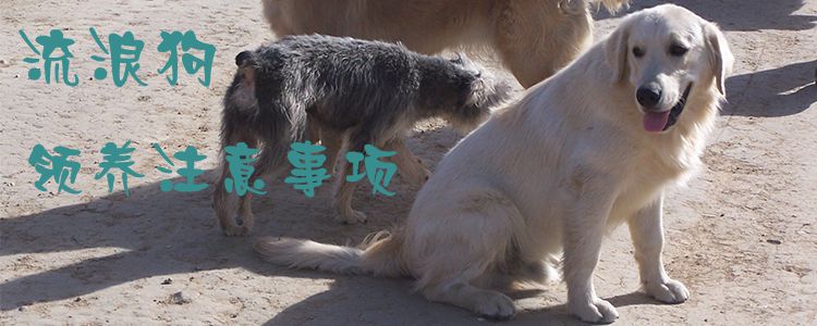 流浪狗領養注意事項