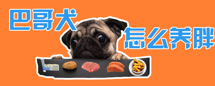 巴哥犬怎么養胖
