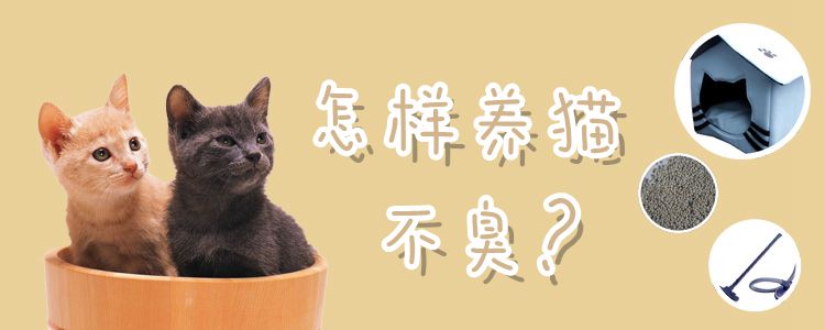 怎樣養貓不臭