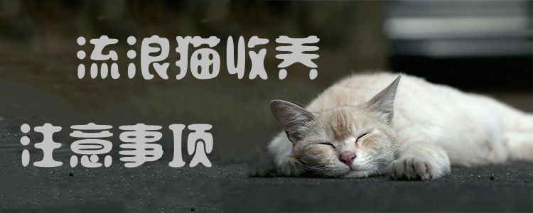 流浪貓收養(yǎng)注意事項(xiàng)