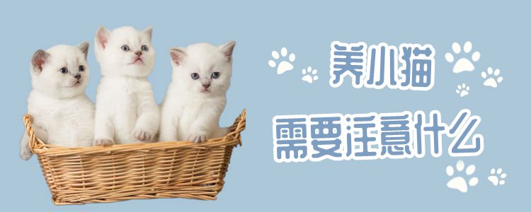 養小貓需要注意什么