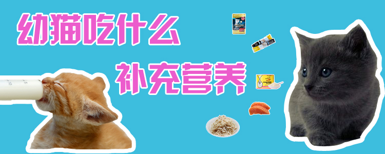 幼貓吃什么補(bǔ)充營(yíng)養(yǎng)
