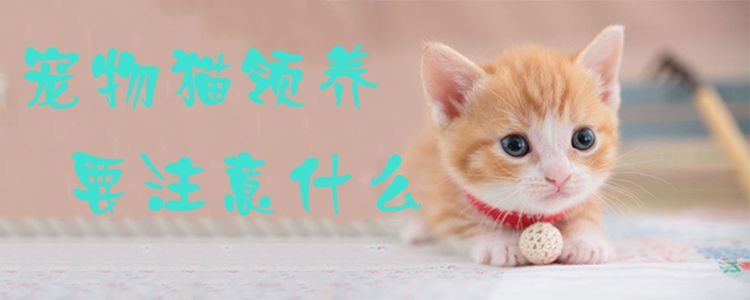 寵物貓領養要注意什么