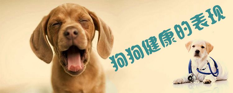 狗狗健康的表現