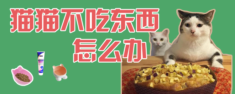 貓貓不吃東西怎么辦