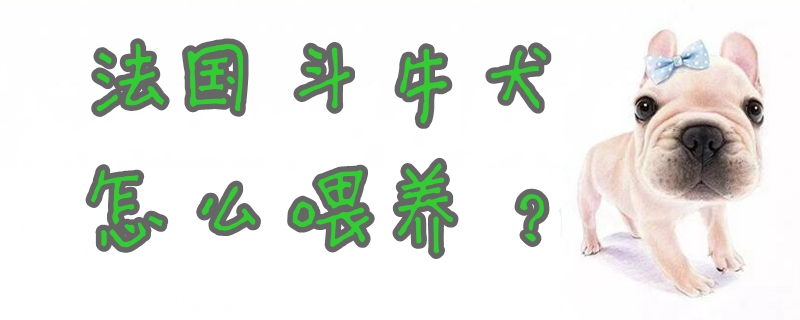 法國斗牛犬怎么喂養