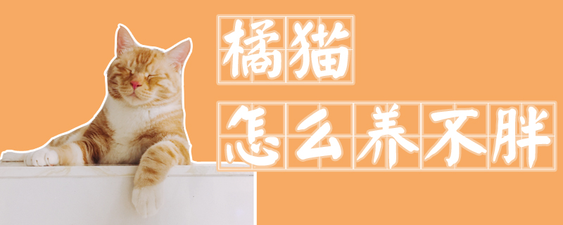 橘貓怎么養不胖