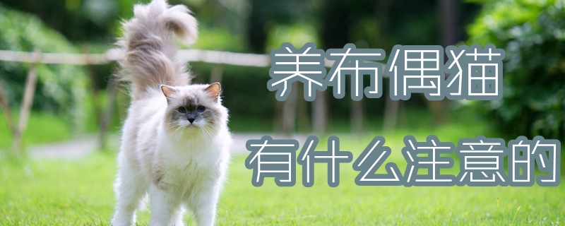 養布偶貓有什么注意的
