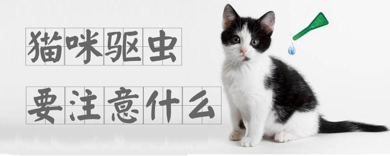 貓咪驅蟲要注意什么