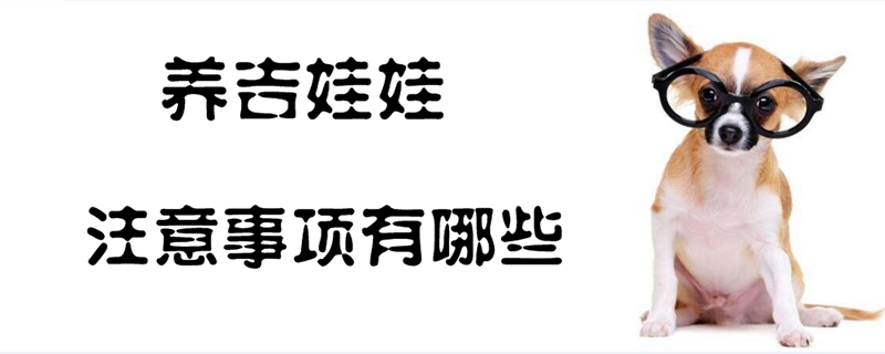 養(yǎng)吉娃娃的注意事項有哪些