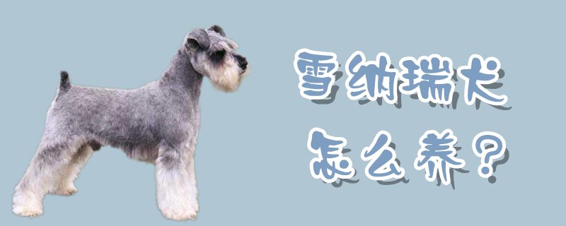 雪納瑞犬怎么養