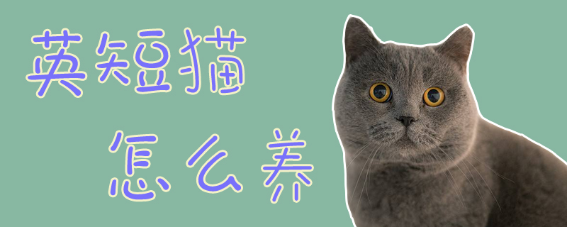 英短貓怎么養
