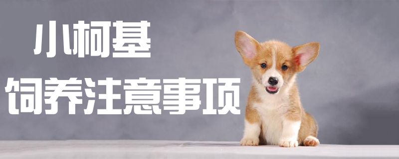 小柯基飼養(yǎng)注意事項(xiàng)1