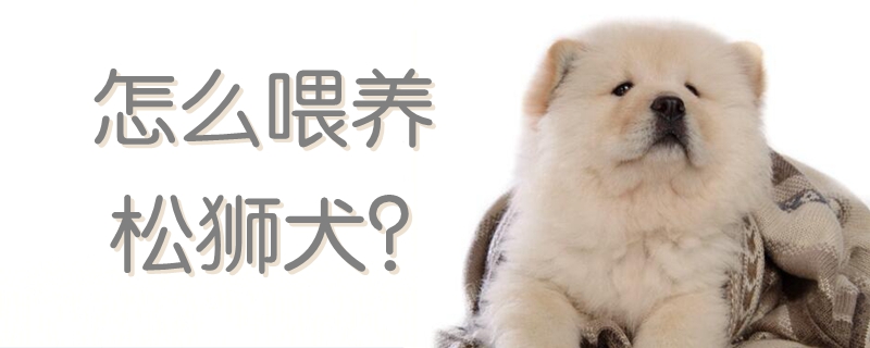怎么喂養松獅犬