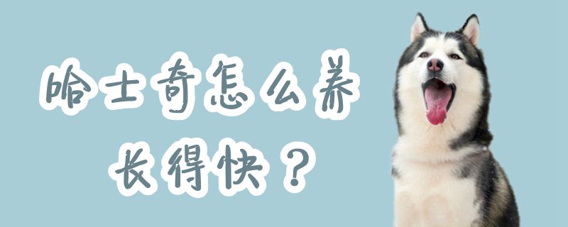 哈士奇怎么養長得快