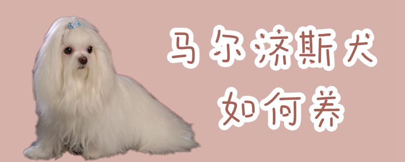 馬爾濟斯犬如何養(yǎng)