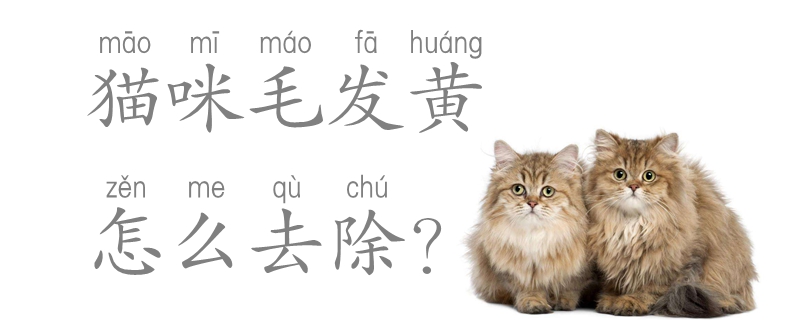 貓咪毛發黃怎么去除