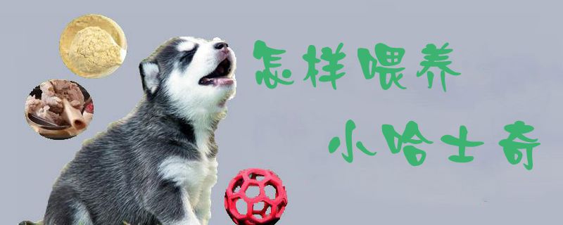 怎樣喂養小哈士奇1