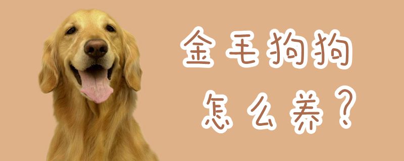 金毛狗狗怎么養