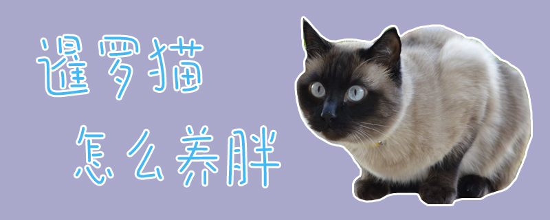 暹羅貓怎么養胖