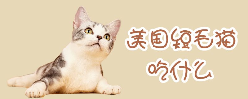 美國短毛貓吃什么
