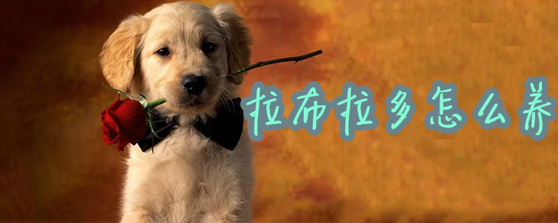 拉布拉多怎么養1