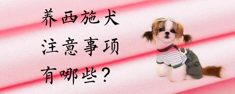 養(yǎng)西施犬的注意事項(xiàng)有哪些