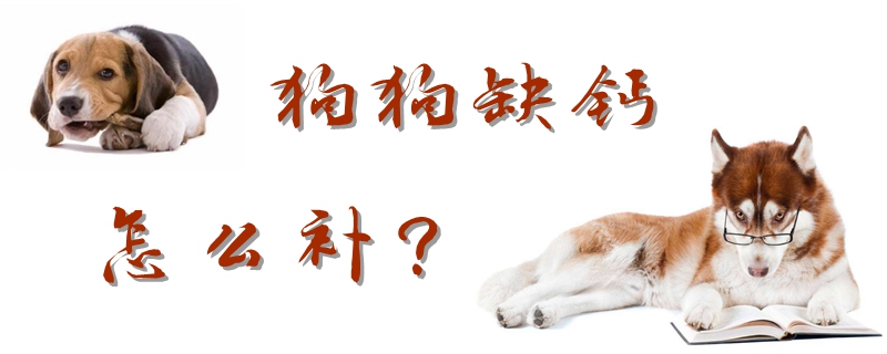 狗狗缺鈣怎么補(bǔ)