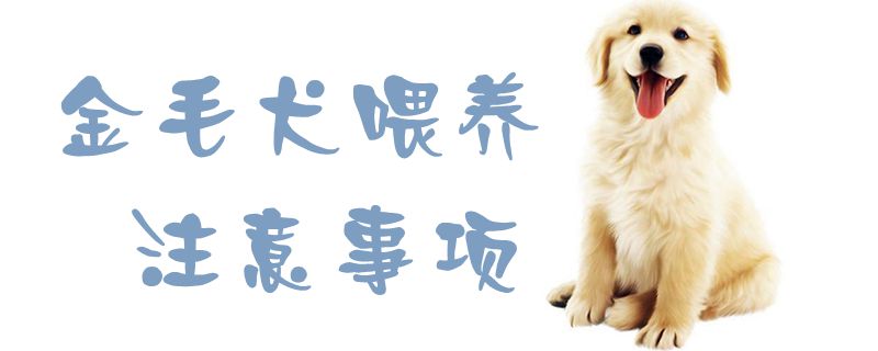 金毛犬喂養注意事項1