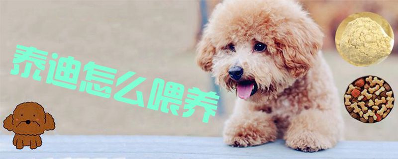 泰迪怎么喂養1