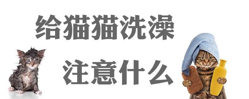 給貓貓洗澡注意什么