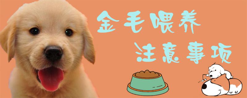 金毛喂養(yǎng)注意事項