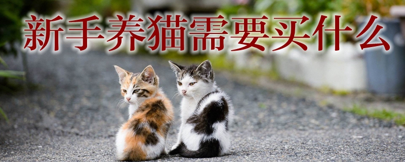 新手養貓需要買什么