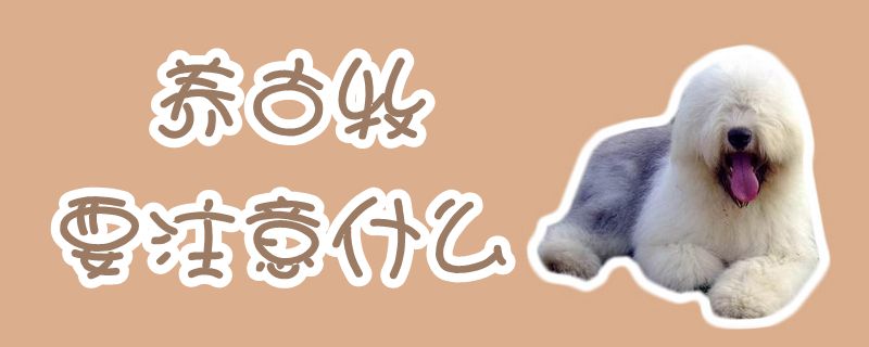 養(yǎng)古牧要注意什么