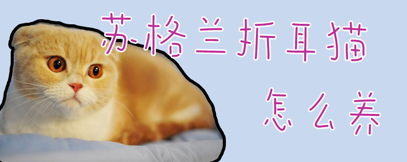 蘇格蘭折耳貓怎么養