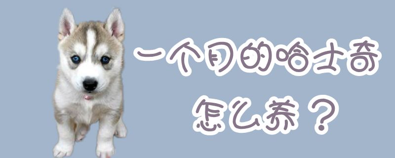 一個月的哈士奇怎么養